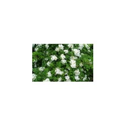 泰安薔薇供應基地哪家好——薔薇批發
