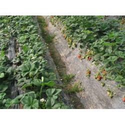 西北地膜生產廠家|優質的地膜生產廠家就是金土地