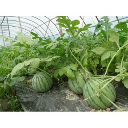 蔬菜大棚膜——要買優質的西瓜專用膜，意利塑料是不二選擇