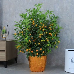 武漢植物租賃公司苗木服務，武漢家庭植物租擺公司綠植銷售