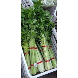 蔬菜捆扎機，小型扎把機，蒜苔捆扎，蒜苔束帶，昆勁小型捆扎機