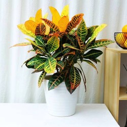 武漢室內盆景花卉出租室外苗木出租，商場綠植出租單位苗木養護